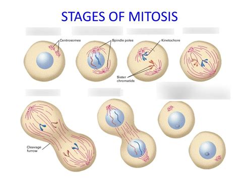 The two centrosomes begin to move toward the cellular poles, sprouting microtubules as they go. . Mitosis quizlet